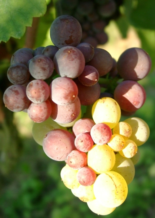 Grauburgunder Mutation c